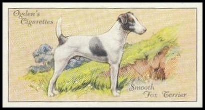 40 Smooth Fox Terrier